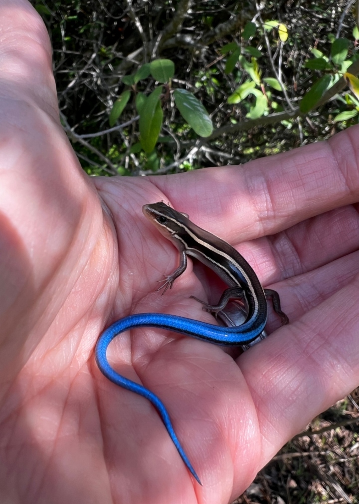 Western Skink